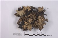 藏品(斑葉衣屬)的圖片